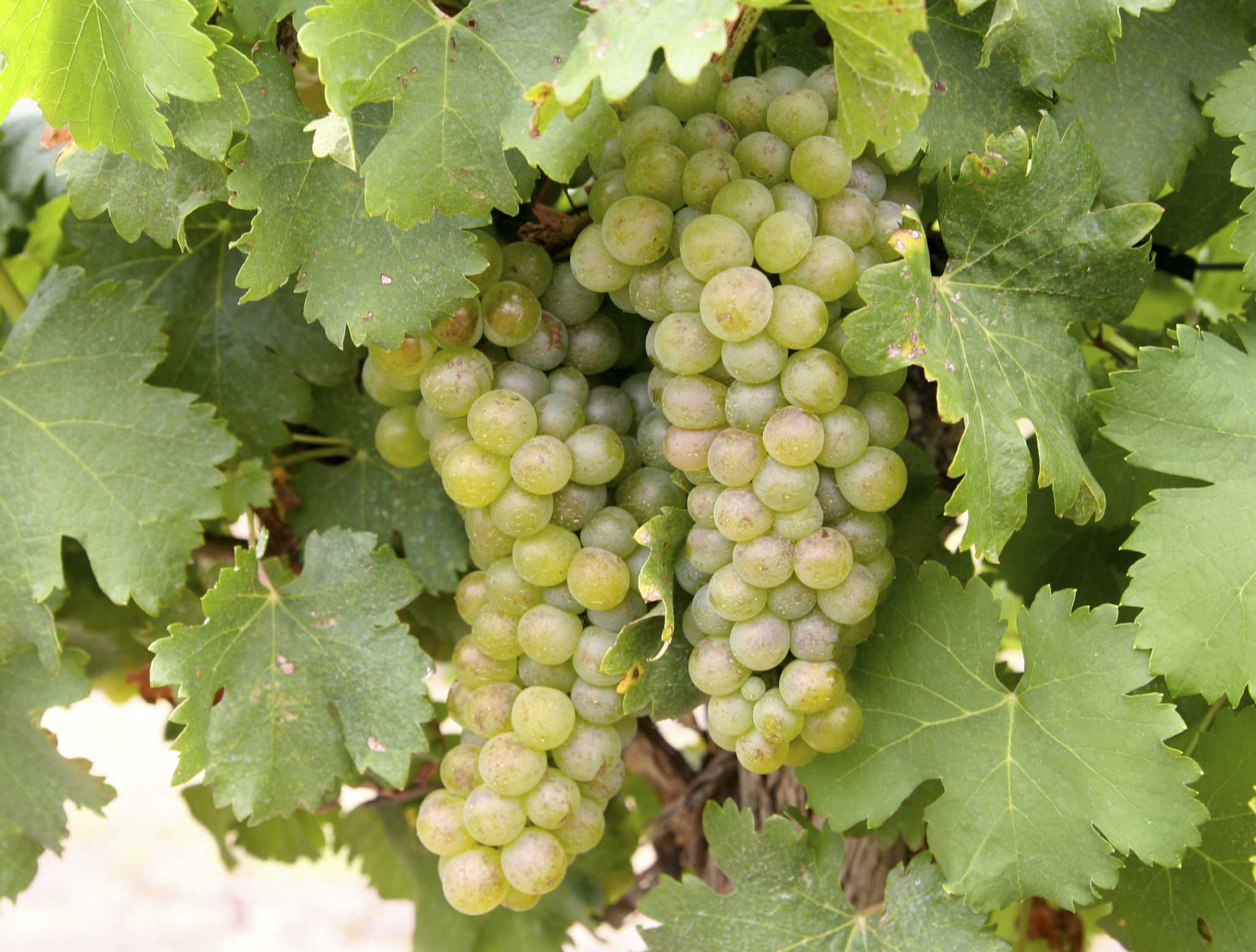 Профессиональные возможности kraken вход